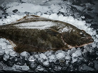 Halibut caught in the Arctic fjord