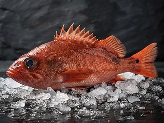 Redfish caught in the Arctic fjord
