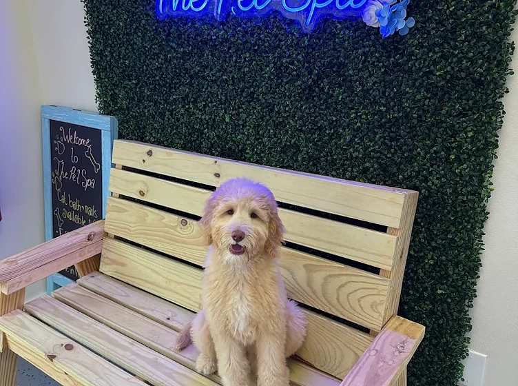 The Pet Spa at Market Common neon sign welcoming a freshly groomed dog