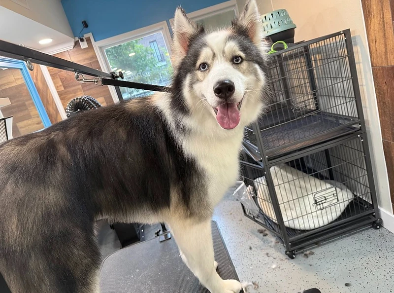 A husky with striking blue eyes at The Pet Spa at Market Common