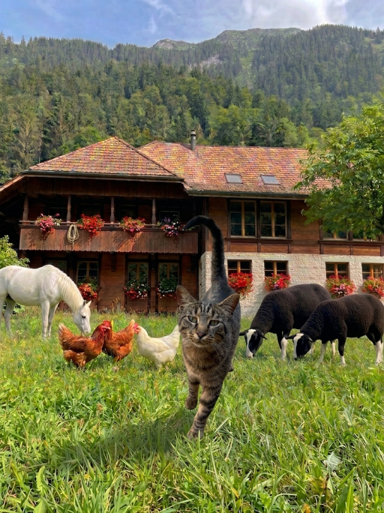 Tier-Arche Lebenshof mit Katze, Pferd, Hühnern und Schafen