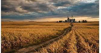 Late Season Weather Risks and Export Shifts: Navigating the Grain Market
