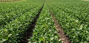 Soybean Quality Grades Explained