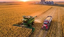 Harvest Acceleration Meets Market Pressure as Supplies Weigh on Prices