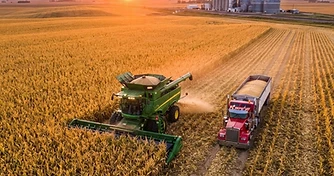 Harvest Acceleration Meets Market Pressure as Supplies Weigh on Prices