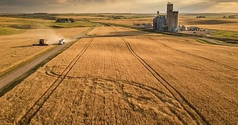 Wheat Breaks Eight Dollars as Global Supply Risks Reshape Markets