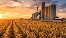 Export Demand and Yield Uncertainty: Analyzing Current Grain Market Trends
