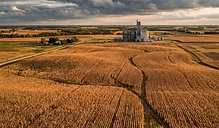Weather Risks and Export Shifts Define Late Summer Grain Markets