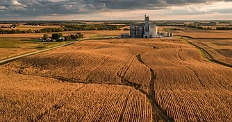 Weather Risks and Export Shifts Define Late Summer Grain Markets