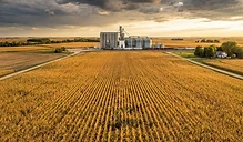 Navigating Volatility: Grain Markets Face Heat and Global Uncertainty