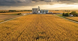 Navigating Volatility: Grain Markets Face Heat and Global Uncertainty
