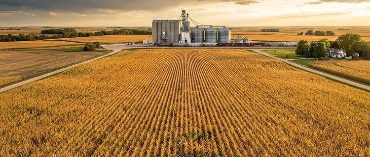 Navigating Volatility: Grain Markets Face Heat and Global Uncertainty