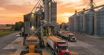 Tighter Feed Grain Stocks Collide with Harvest Cash Basis Softness