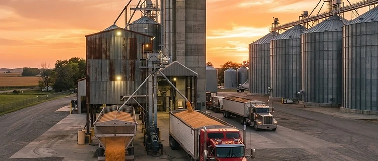 Tighter Feed Grain Stocks Collide with Harvest Cash Basis Softness