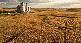 Late Season Crop Conditions and Tightening Stocks: Navigating Market Volatility