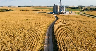 Yield Uncertainty and Export Shifts: Navigating the Late Summer Grain Market