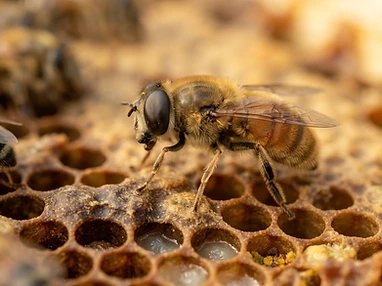 A single honeybee resting on a waxy honeycomb surface in side profile