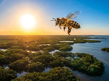 A honeybee flying over a coastal mangrove marsh at golden-hour sunset