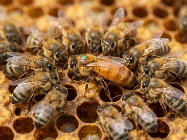 A honeybee colony on a honeycomb frame with a marked queen bee