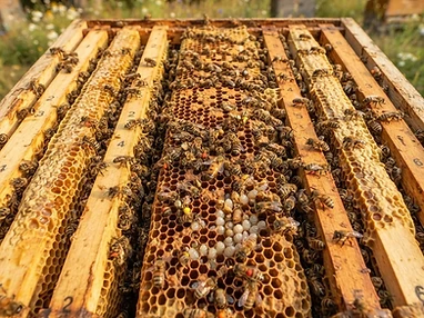An open beehive showing wooden frames filled with bees and honeycomb and white larvae