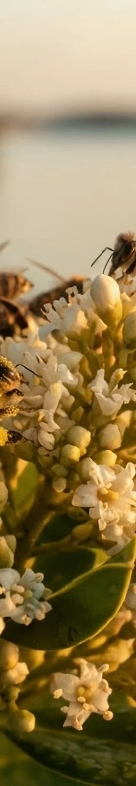 Honeybees gathering on white mangrove blossoms with the Gulf of Mexico softly blurred behind them