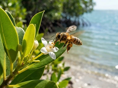 A honeybee in flight approaching a small white flower above coastal mangrove water