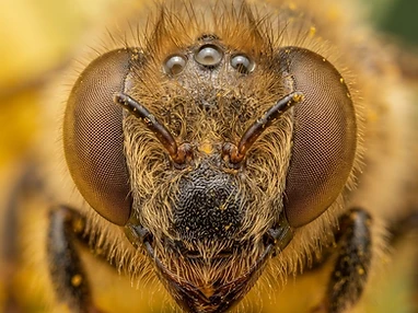 Extreme macro close-up of a honeybee's face showing large compound eyes and three ocelli