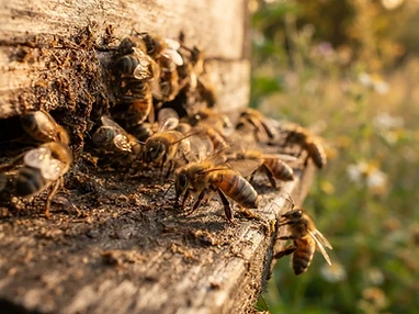 A close-up of honeybees crawling on the wooden landing board of a beehive at golden hour