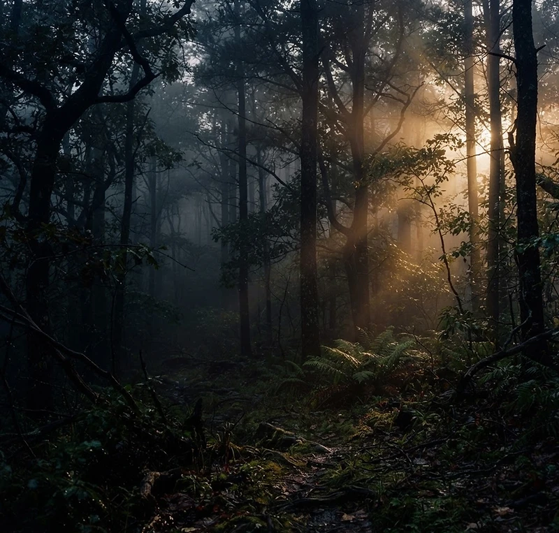 Misty North Carolina forest at dawn