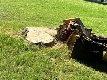 Stump Grinding in Action