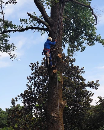Climbing Arborist at Work