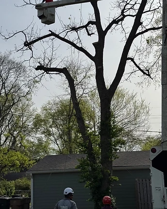Aerial Tree Removal