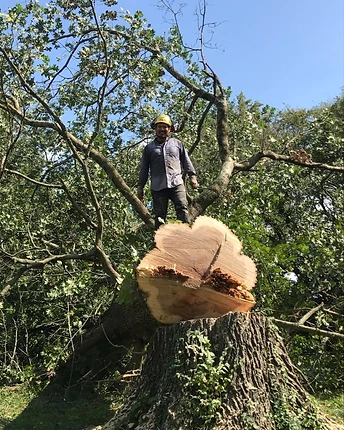Precision Tree Felling
