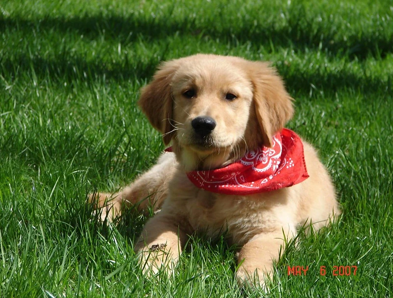 Golden retriever sitting peacefully in a sunlit meadow at golden hour