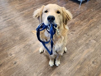 Dog Training