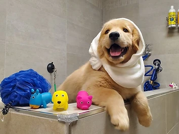 DIY Dog Wash