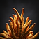 Cordyceps Sinensis