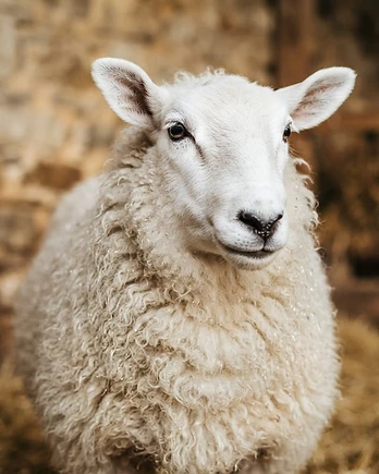 Close-up portrait of a Border Leicester sheep showing the texture of its fleece