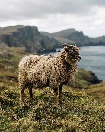 Close-up portrait of a Boreray sheep showing the texture of its fleece