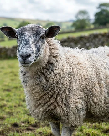 Close-up portrait of a Bluefaced Leicester sheep showing the texture of its fleece