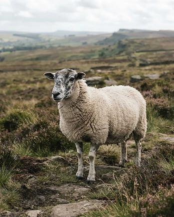 Close-up portrait of a Derbyshire Gritstone sheep showing the texture of its fleece