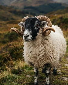 Close-up portrait of a Scottish Blackface sheep showing the texture of its fleece