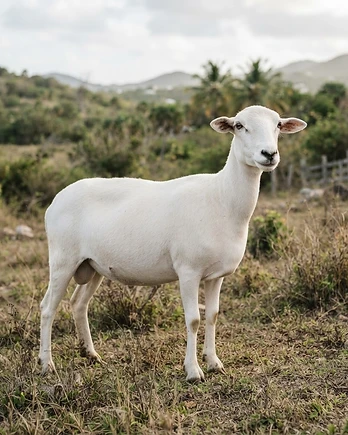 Close-up portrait of a St. Croix sheep showing the texture of its fleece