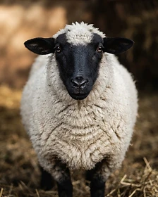 Close-up portrait of a Suffolk sheep showing the texture of its fleece