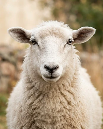 Close-up portrait of a Finnsheep sheep showing the texture of its fleece