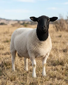 Close-up portrait of a Dorper sheep showing the texture of its fleece