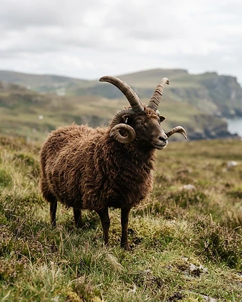 Close-up portrait of a Manx Loaghtan sheep showing the texture of its fleece