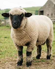 Close-up portrait of a Hampshire sheep showing the texture of its fleece