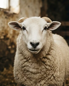 Close-up portrait of a Dorset sheep showing the texture of its fleece