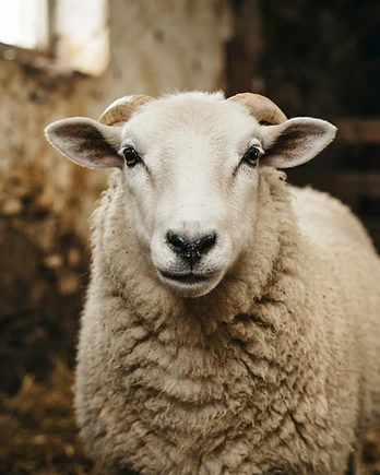 Close-up portrait of a Dorset sheep showing the texture of its fleece